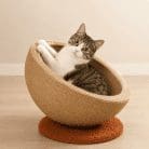 cat-scratching-nest